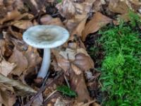 Weißer Pilz im trockenen Laub neben bemoostem Ast